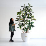 درختچه درختچه آپارتمانی فیکوس بلک و با شکوه است.