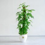 گیاه آپارتمانی پتوس حصیری مناسب برای دکوراسیون منزل