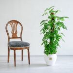 گیاه آپارتمانی پتوس حصیری کنار صندلی