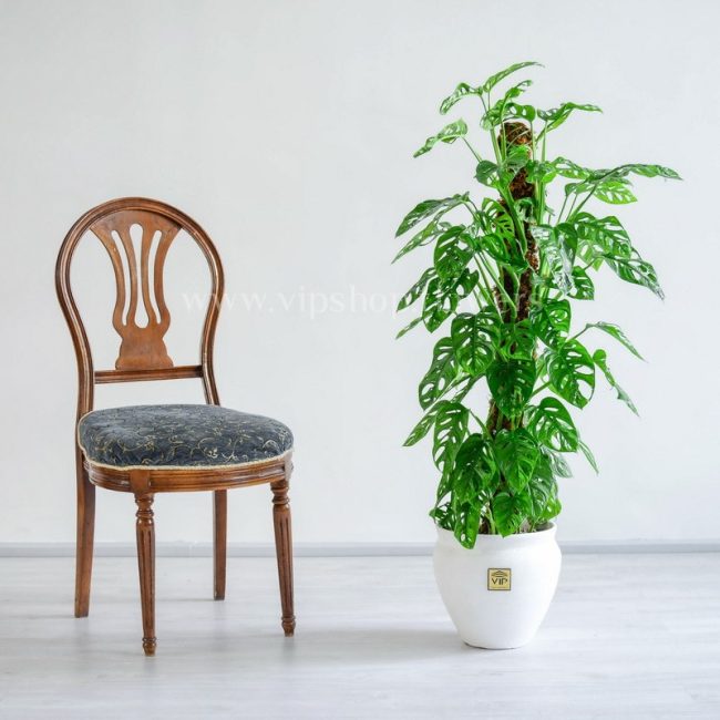 گیاه آپارتمانی پتوس حصیری کنار صندلی