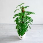 گیاه آپارتمانی پتوس حصیری از دید بالا