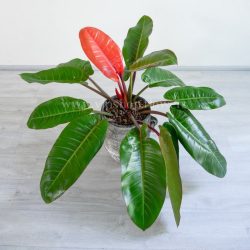 ابعاد فیلودندرون پرتقالی برای هر مکانی مناسب است.