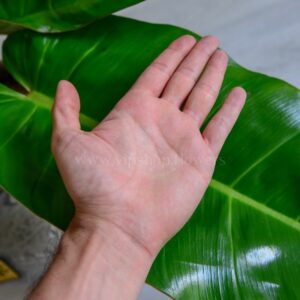 برگ های فیلودندرون پرتقالی بزرگ است.