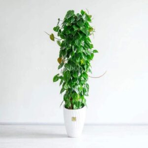 فیلودندرون برگ قلبی با گلدان سرامیکی