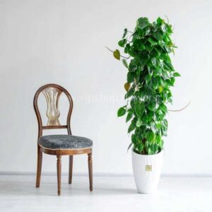 فیلودندرون برگ قلبی با زیبایی چشم نواز