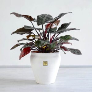 گلدان آپارتمانی فیلودندرون امپراتور قرمز