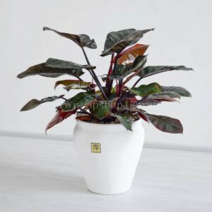 گلدان آپارتمانی فیلودندرون امپريال قرمز با برگ هایی سرخ و سبز
