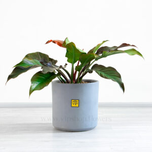 گیاه آپارتمانی فیلودندرون امپریال سبز با گلدان طرح دار لاکچری