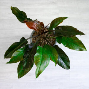 گلدان فیلودندرون امپریال سبز زیبا مناسب برای نگهداری در خانه