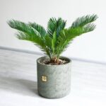 گلدان سیکاس کوچک زیبا است.