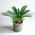 برگ های سیکاس کوچک، لطیف است.