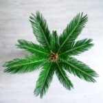 کوچکی سیکاس بسیار زیبا است.