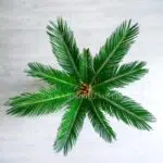 کوچکی سیکاس بسیار زیبا است.