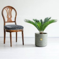 سیکاس کوچک برای هر مکانی مناسب است.
