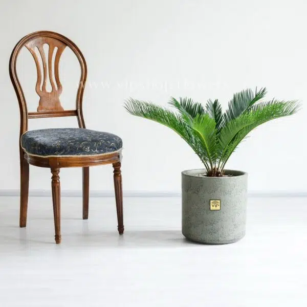 سیکاس کوچک برای هر مکانی مناسب است.