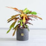 کروتون پامرغی کوچک بسیار کاربردی است.