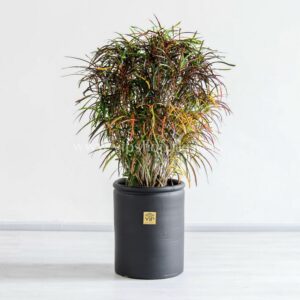 کروتون رشته ای برگ هایی بسیار باریک دارد.