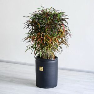 کروتون رشته ای گیاهی بزرگ است.