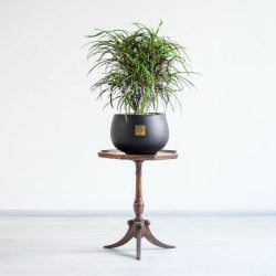 کروتون رشته ای با ظاهری شیک