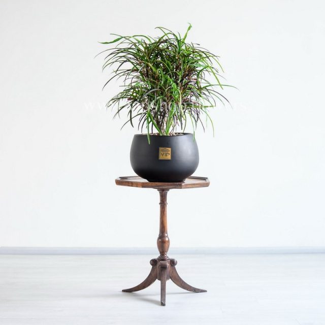 کروتون رشته ای با ظاهری شیک