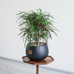 گلدان آپارتمانی کروتون رشته ای متوسط
