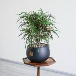 گلدان آپارتمانی کروتون رشته ای متوسط