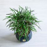 گلدان آپارتمانی کروتون رشته ای با سایز متوسط