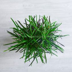 برگ های سوزنی شکل کروتون رشته ای