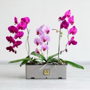 پک گلدان ارکیده رنگی با تم صورتی زیبا