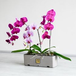 پک گلدان ارکیده رنگی از نما های متفاوت