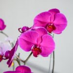 گلدان ارکیده رنگی 3 تایی از نمای نزدیک