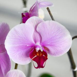 گلدان ارکیده رنگی از نزدیک