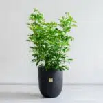 شفلرا ابلق بزرگ بسیار زیبا است.