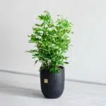 شفلرا ابلق بزرگ از گیاهان مفید است.
