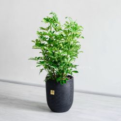 شفلرا ابلق بزرگ از گیاهان مفید است.