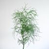 ظاهر افوربیا تیروکالی خاص است.