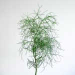 ظاهر افوربیا تیروکالی خاص است.