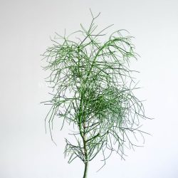 ظاهر افوربیا تیروکالی خاص است.