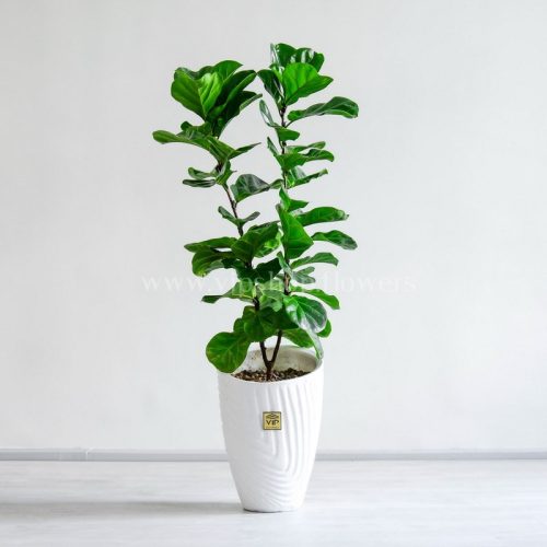 گیاه فیکوس لیراتا از گیاهان محبوب آپارتمانی است.