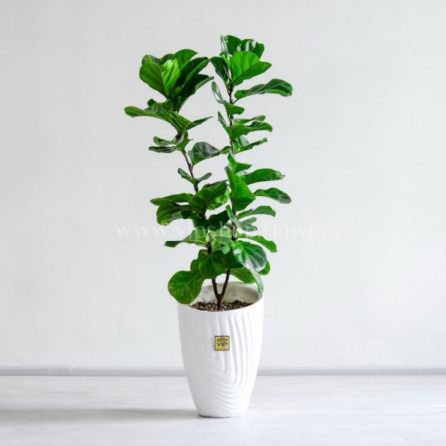 گیاه فیکوس لیراتا از گیاهان محبوب آپارتمانی است.