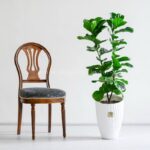 خرید گیاه فیکوس لیراتا برای منزل مناسب است.