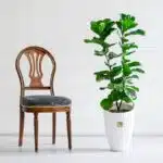 خرید گیاه فیکوس لیراتا برای منزل مناسب است.