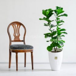 خرید گیاه فیکوس لیراتا برای منزل مناسب است.