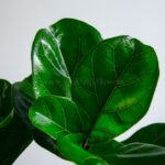 گلدان آپارتمانی فیکوس لیراتا دو شاخه - Image 3