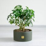 گیاه آپارتمانی بونسای شفلرا بزرگ همراه با گلدان مشکی.