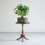 بونسای شفلرا گیاهی مناسب برای محبط های سربسته است.