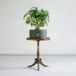 بونسای شفلرا گیاهی مناسب برای محبط های سربسته است.