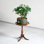 ابعاد بونسای شفلرا مناسب برای منزل است.