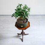 بونسای شفلرا برگ های بسیار زیبایی دارد.