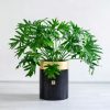 خرید برگ انجیری فر آسان است.